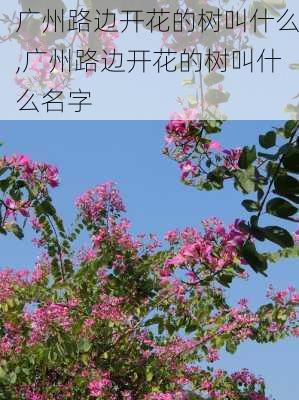 广州路边开花的树叫什么,广州路边开花的树叫什么名字