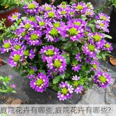 庭院花卉有哪些,庭院花卉有哪些?