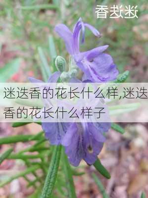 迷迭香的花长什么样,迷迭香的花长什么样子