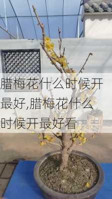 腊梅花什么时候开最好,腊梅花什么时候开最好看