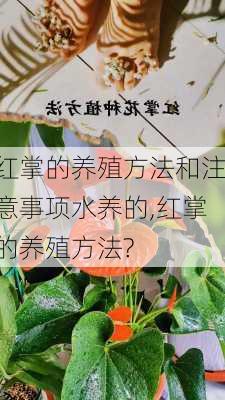 红掌的养殖方法和注意事项水养的,红掌的养殖方法?