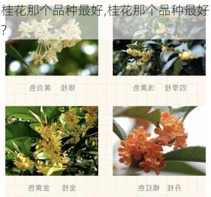 桂花那个品种最好,桂花那个品种最好?