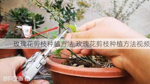 玫瑰花剪枝种植方法,玫瑰花剪枝种植方法视频