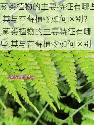 蕨类植物的主要特征有哪些,其与苔藓植物如何区别?,蕨类植物的主要特征有哪些,其与苔藓植物如何区别