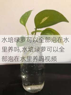 水培绿萝可以全部泡在水里养吗,水培绿萝可以全部泡在水里养吗视频