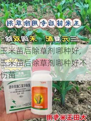 玉米苗后除草剂哪种好,玉米苗后除草剂哪种好不伤苗