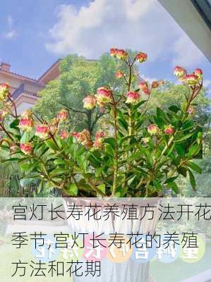 宫灯长寿花养殖方法开花季节,宫灯长寿花的养殖方法和花期