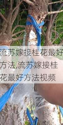 流苏嫁接桂花最好方法,流苏嫁接桂花最好方法视频