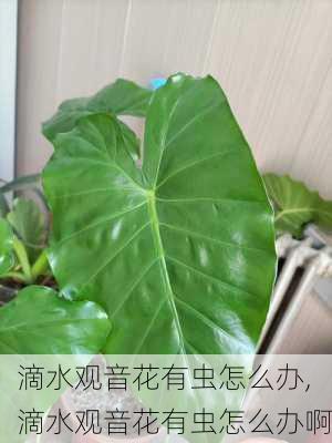 滴水观音花有虫怎么办,滴水观音花有虫怎么办啊