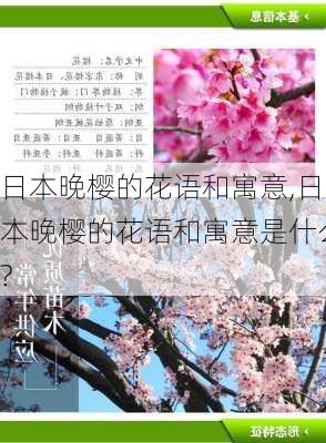 日本晚樱的花语和寓意,日本晚樱的花语和寓意是什么?