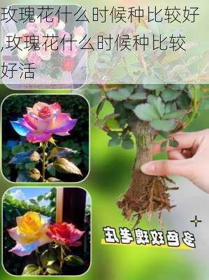 玫瑰花什么时候种比较好,玫瑰花什么时候种比较好活