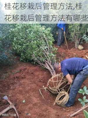 桂花移栽后管理方法,桂花移栽后管理方法有哪些