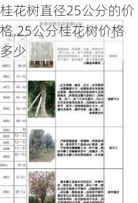 桂花树直径25公分的价格,25公分桂花树价格多少