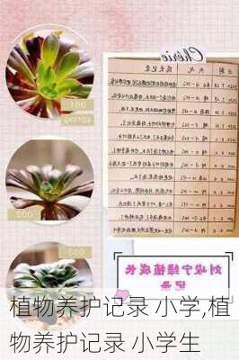 植物养护记录 小学,植物养护记录 小学生