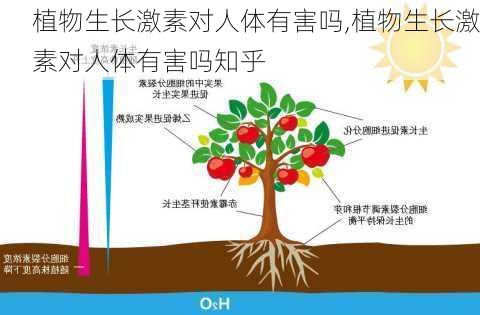 植物生长激素对人体有害吗,植物生长激素对人体有害吗知乎