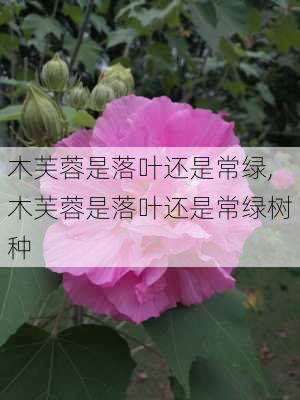 木芙蓉是落叶还是常绿,木芙蓉是落叶还是常绿树种