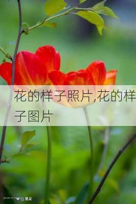 花的样子照片,花的样子图片