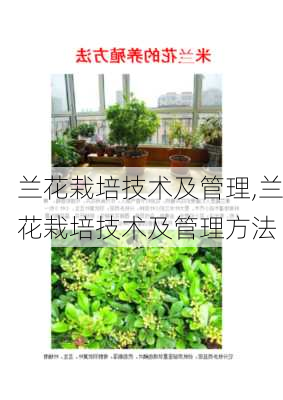 兰花栽培技术及管理,兰花栽培技术及管理方法