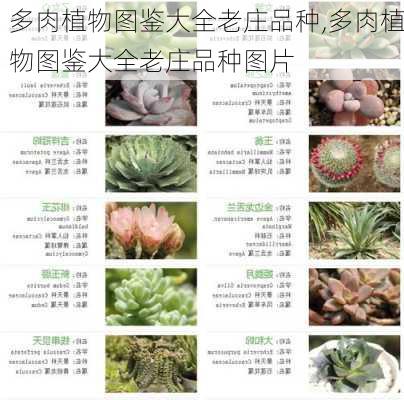 多肉植物图鉴大全老庄品种,多肉植物图鉴大全老庄品种图片