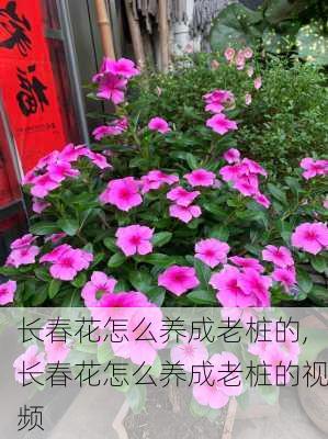 长春花怎么养成老桩的,长春花怎么养成老桩的视频