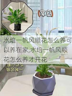 水培一帆风顺花怎么养可以养在家,水培一帆风顺花怎么养才开花