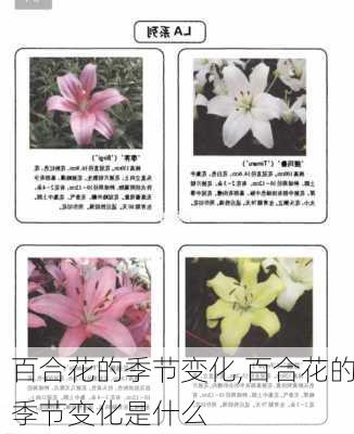 百合花的季节变化,百合花的季节变化是什么