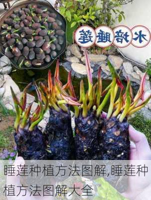 睡莲种植方法图解,睡莲种植方法图解大全