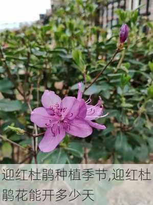 迎红杜鹃种植季节,迎红杜鹃花能开多少天