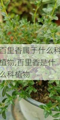 百里香属于什么科植物,百里香是什么科植物