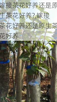 嫁接茶花好养还是原生茶花好养?,嫁接茶花好养还是原生茶花好养