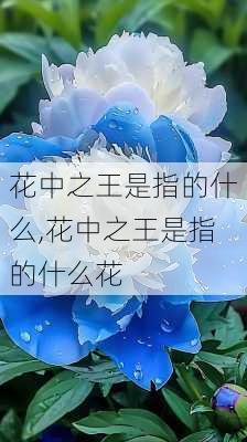 花中之王是指的什么,花中之王是指的什么花