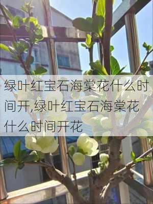 绿叶红宝石海棠花什么时间开,绿叶红宝石海棠花什么时间开花