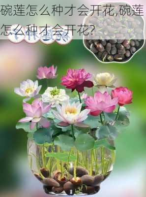 碗莲怎么种才会开花,碗莲怎么种才会开花?