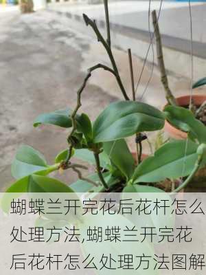 蝴蝶兰开完花后花杆怎么处理方法,蝴蝶兰开完花后花杆怎么处理方法图解