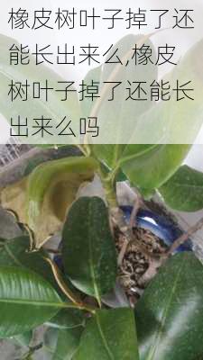 橡皮树叶子掉了还能长出来么,橡皮树叶子掉了还能长出来么吗