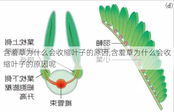 含羞草为什么会收缩叶子的原因,含羞草为什么会收缩叶子的原因呢