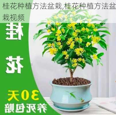 桂花种植方法盆栽,桂花种植方法盆栽视频