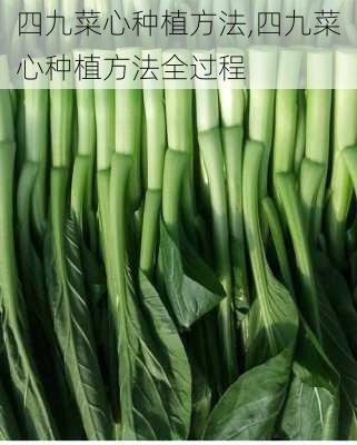 四九菜心种植方法,四九菜心种植方法全过程