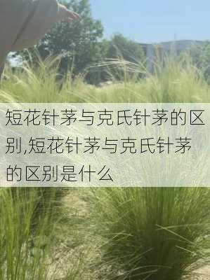 短花针茅与克氏针茅的区别,短花针茅与克氏针茅的区别是什么