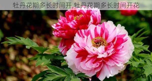 牡丹花期多长时间开,牡丹花期多长时间开花