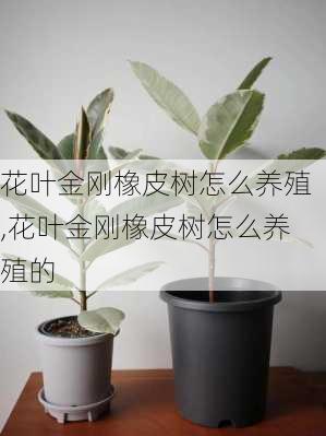 花叶金刚橡皮树怎么养殖,花叶金刚橡皮树怎么养殖的