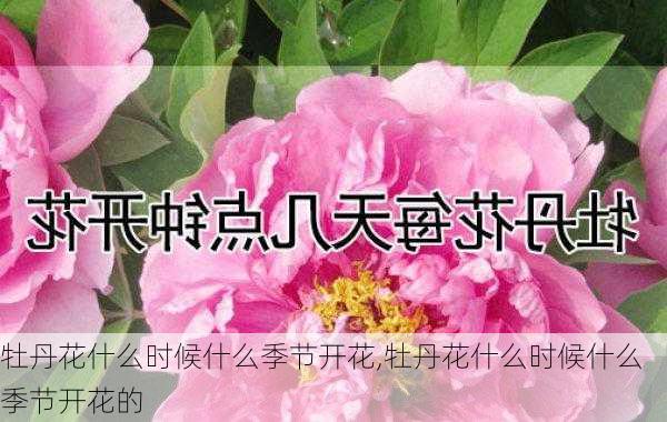 牡丹花什么时候什么季节开花,牡丹花什么时候什么季节开花的