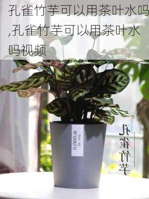 孔雀竹芋可以用茶叶水吗,孔雀竹芋可以用茶叶水吗视频