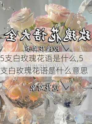 5支白玫瑰花语是什么,5支白玫瑰花语是什么意思