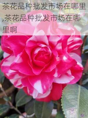 茶花品种批发市场在哪里,茶花品种批发市场在哪里啊