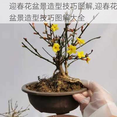 迎春花盆景造型技巧图解,迎春花盆景造型技巧图解大全