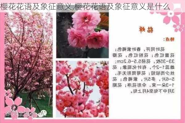 樱花花语及象征意义,樱花花语及象征意义是什么