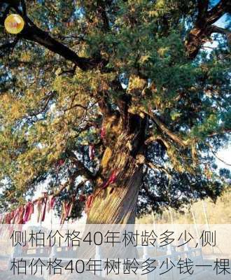 侧柏价格40年树龄多少,侧柏价格40年树龄多少钱一棵