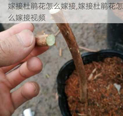 嫁接杜鹃花怎么嫁接,嫁接杜鹃花怎么嫁接视频