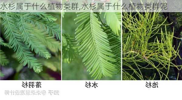 水杉属于什么植物类群,水杉属于什么植物类群呢